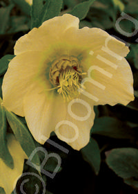 Helleborus x hybridus 'Mardi Gras Cream'